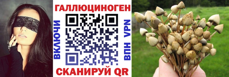 купить закладку  Торопец  Галлюциногенные грибы мицелий 